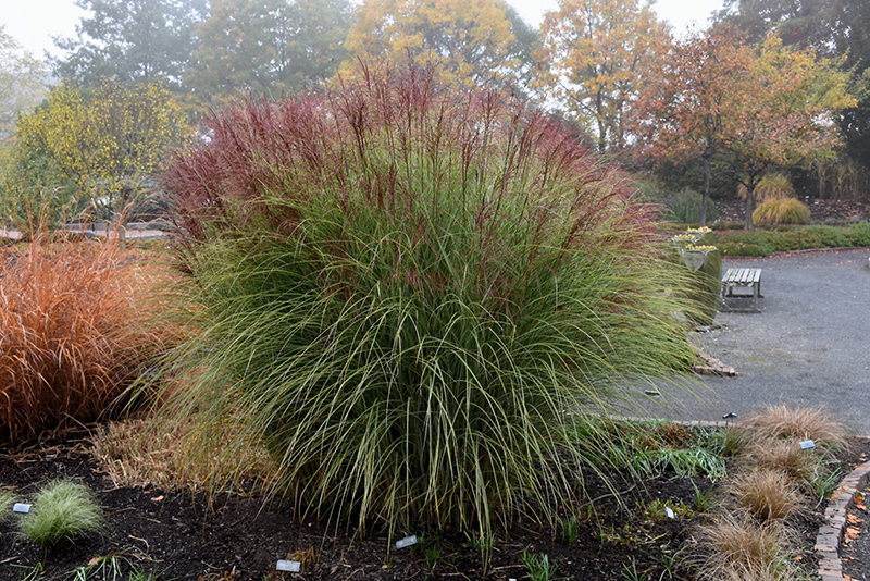 Morning Light Maiden Grass (Miscanthus sinensis 'Morning Light') at Caan Floral & Greenhouse