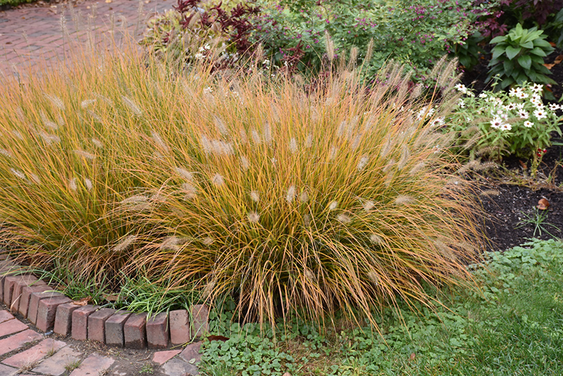 Hameln Dwarf Fountain Grass (Pennisetum alopecuroides 'Hameln') at Caan Floral & Greenhouse