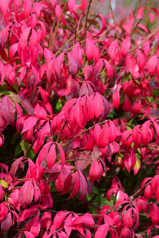 Little Moses Burning Bush (Euonymus alatus 'Odom') at Caan Floral & Greenhouse