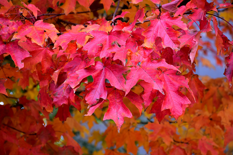 Fall Fiesta Sugar Maple (Acer saccharum 'Bailsta') at Caan Floral & Greenhouse