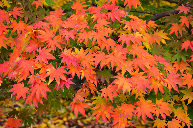Japanese Maple (Acer palmatum) at Caan Floral & Greenhouse