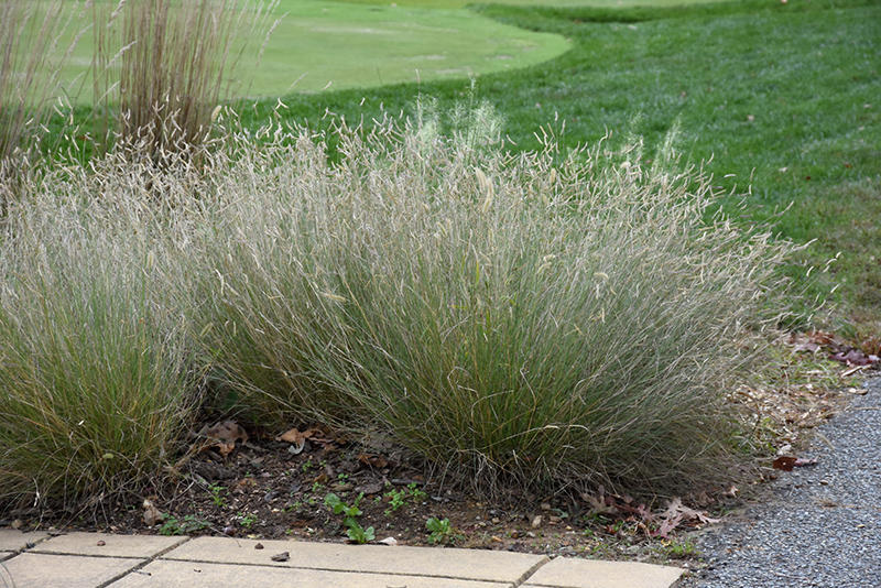 Blonde Ambition Blue Grama Grass (Bouteloua gracilis 'Blonde Ambition') at Caan Floral & Greenhouse