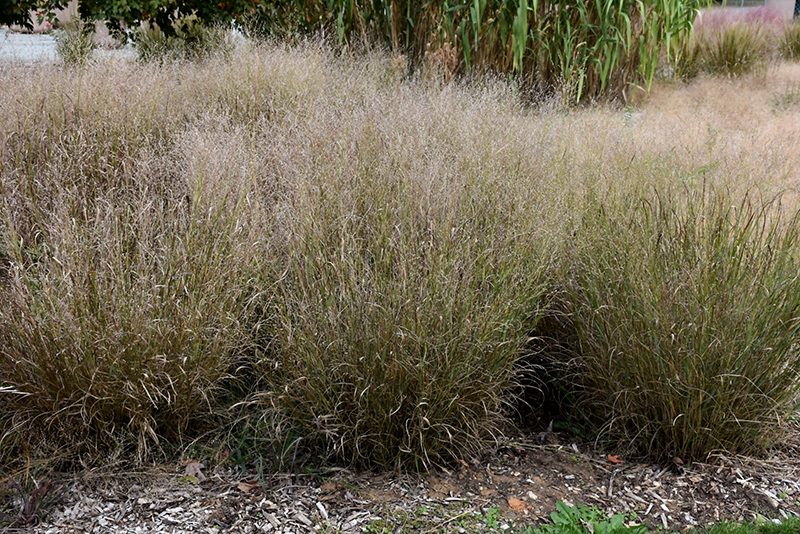 Shenandoah Reed Switch Grass (Panicum virgatum 'Shenandoah') at Caan Floral & Greenhouse