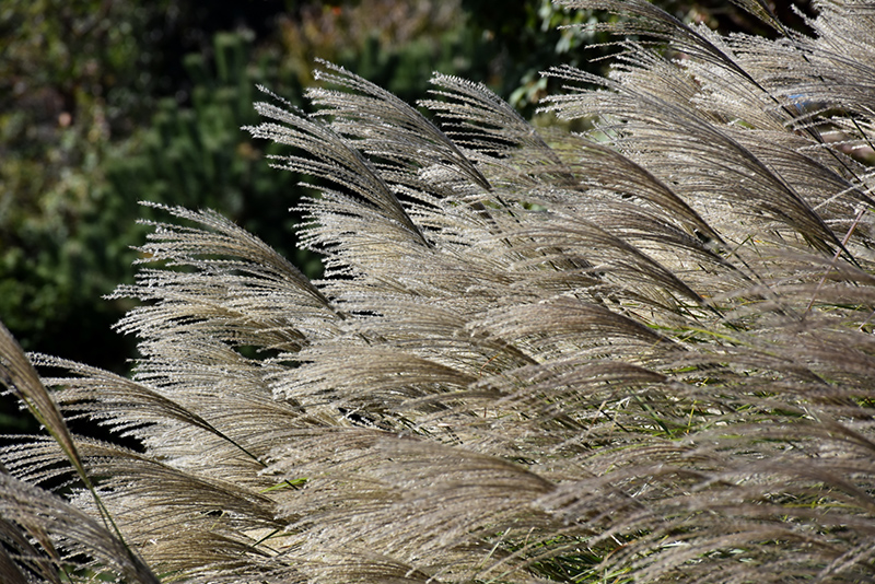 Gracillimus Maiden Grass (Miscanthus sinensis 'Gracillimus') at Caan Floral & Greenhouse