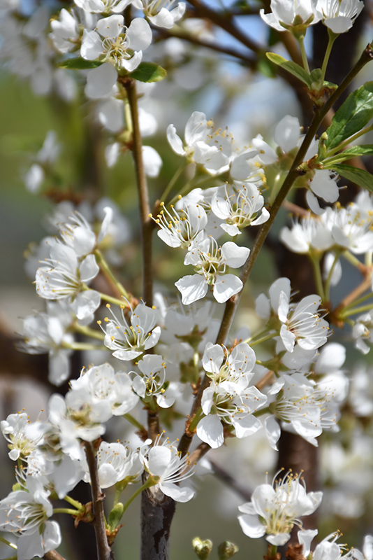 Toka Plum (Prunus 'Toka') at Caan Floral & Greenhouse
