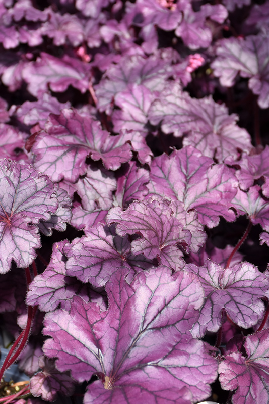Forever Purple Coral Bells (Heuchera 'Forever Purple') at Caan Floral & Greenhouse