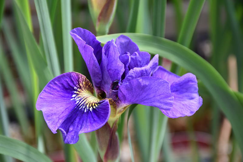 Concord Crush Siberian Iris (Iris sibirica 'Concord Crush') at Caan Floral & Greenhouse