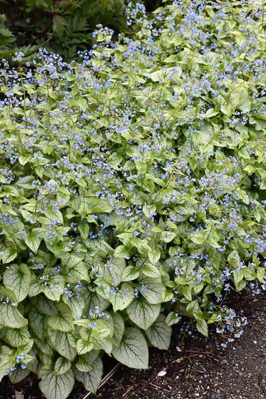 Jack Frost Bugloss (Brunnera macrophylla 'Jack Frost') at Caan Floral & Greenhouse