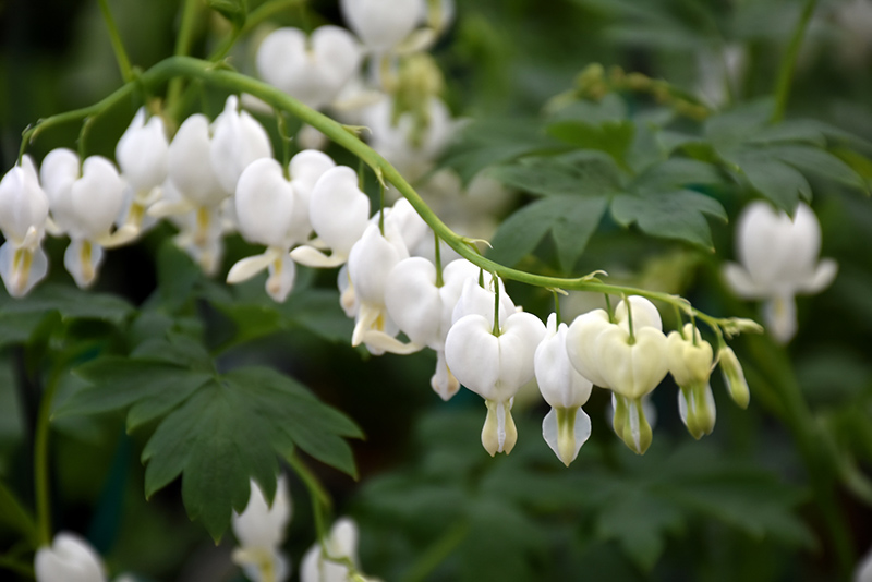 White Bleeding Heart (Dicentra spectabilis 'Alba') at Caan Floral & Greenhouse