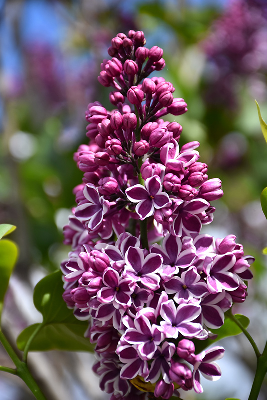 Sensation Lilac (Syringa vulgaris 'Sensation') at Caan Floral & Greenhouse