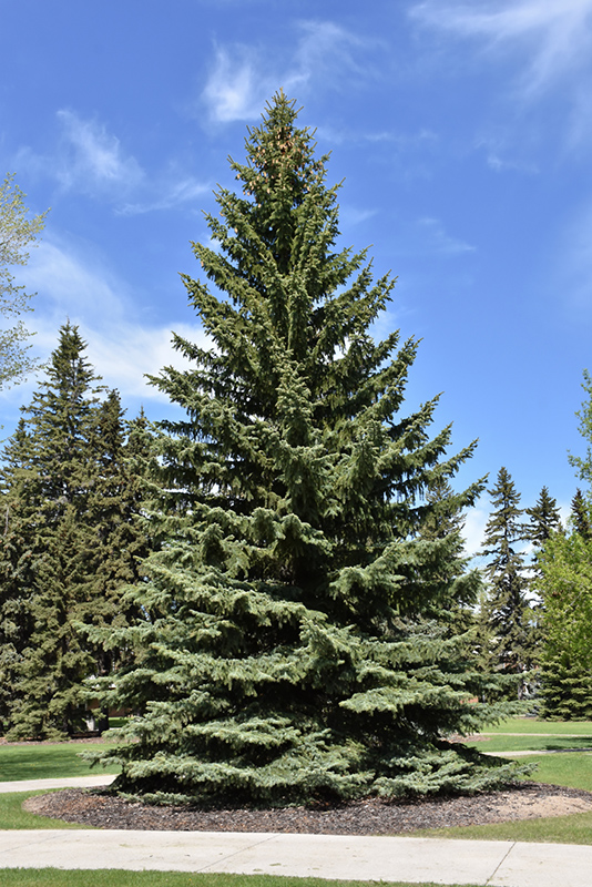 Blue Colorado Spruce (Picea pungens 'var. glauca') at Caan Floral & Greenhouse