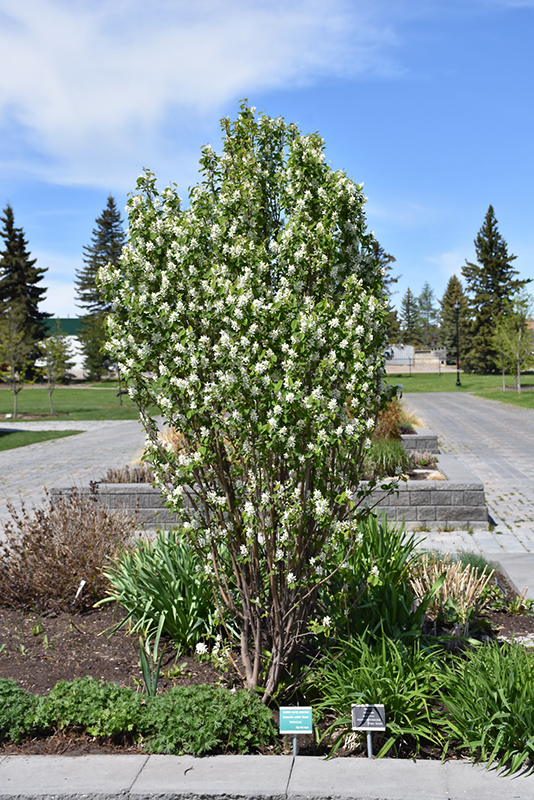Standing Ovation Saskatoon Berry (Amelanchier alnifolia 'Obelisk') at Caan Floral & Greenhouse