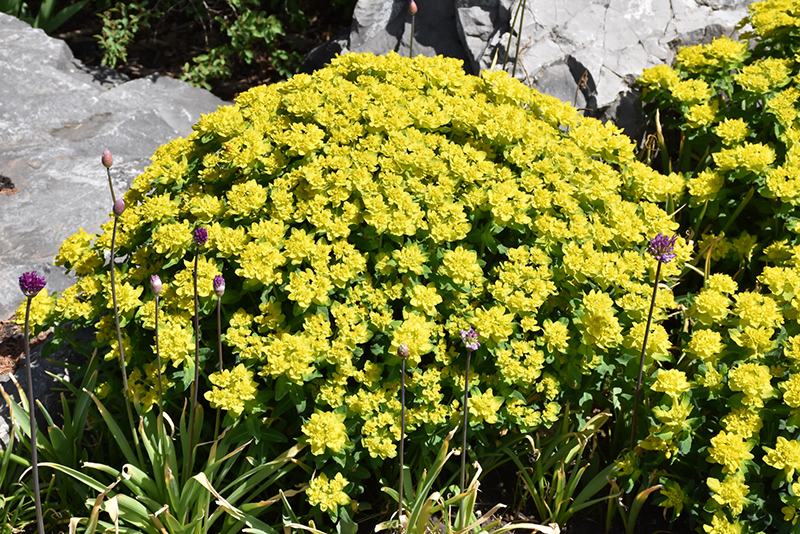 Cushion Spurge (Euphorbia polychroma) at Caan Floral & Greenhouse