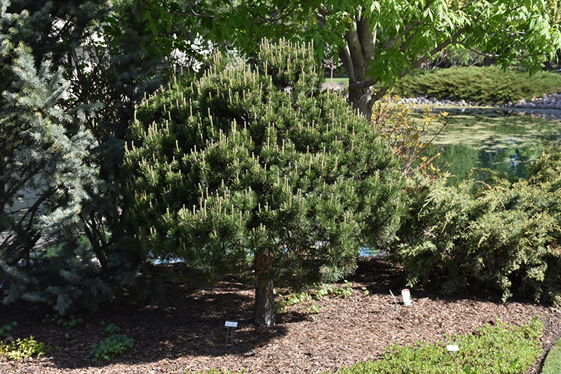 Dwarf Scotch Pine (Pinus sylvestris 'Pumila') at Caan Floral & Greenhouse