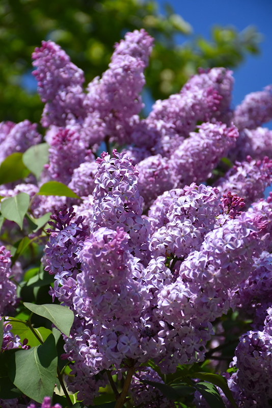 Common Lilac (Syringa vulgaris) at Caan Floral & Greenhouse
