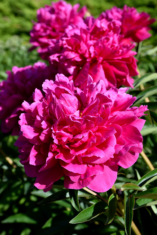 Kansas Peony (Paeonia 'Kansas') at Caan Floral & Greenhouse