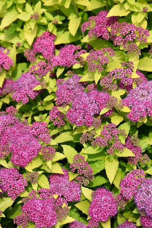 Double Play Gold Spirea (Spiraea japonica 'Yan') at Caan Floral & Greenhouse