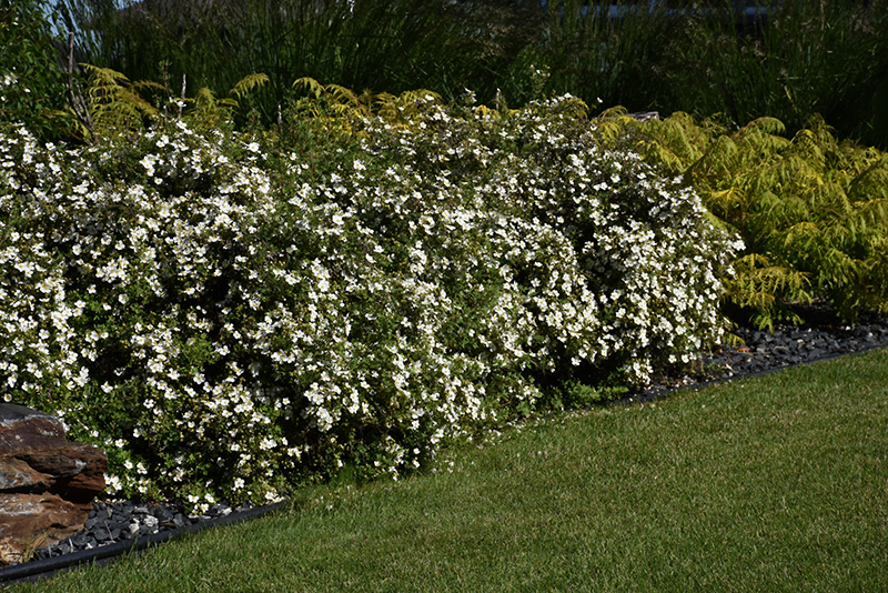 McKay's White Potentilla (Potentilla fruticosa 'McKay's White') at Caan Floral & Greenhouse