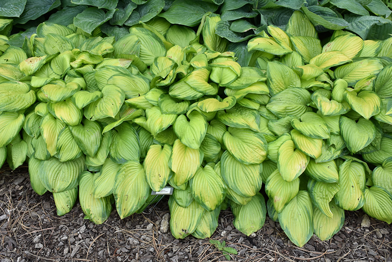 Stained Glass Hosta (Hosta 'Stained Glass') at Caan Floral & Greenhouse