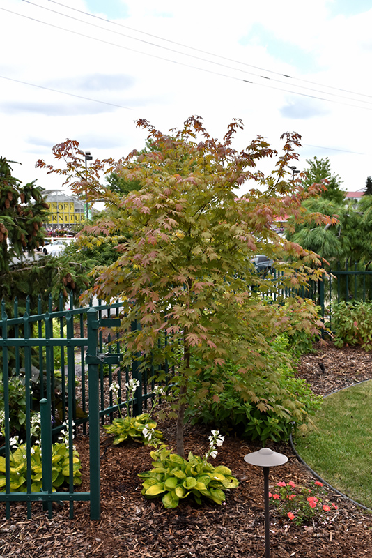 North Wind Japanese Maple (Acer 'IsINW') at Caan Floral & Greenhouse