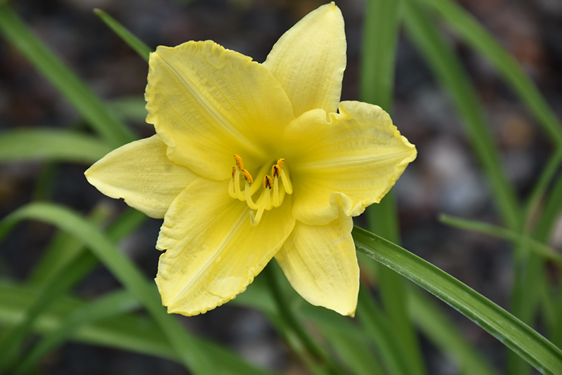 Happy Ever Appster Big Time Happy Daylily (Hemerocallis 'Big Time Happy') at Caan Floral & Greenhouse