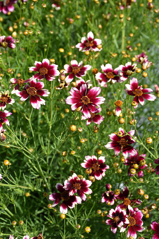 Satin & Lace Berry Chiffon Tickseed (Coreopsis 'Berry Chiffon') at Caan Floral & Greenhouse