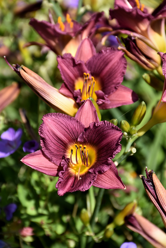 Purple de Oro Daylily (Hemerocallis 'Purple de Oro') at Caan Floral & Greenhouse