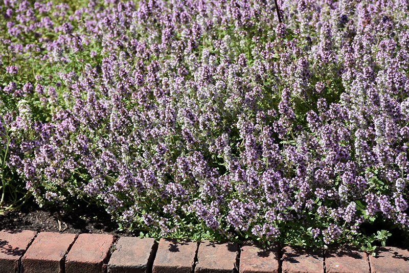 Common Thyme (Thymus vulgaris) at Caan Floral & Greenhouse