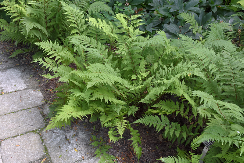 Lady in Red Fern (Athyrium filix-femina 'Lady in Red') at Caan Floral & Greenhouse
