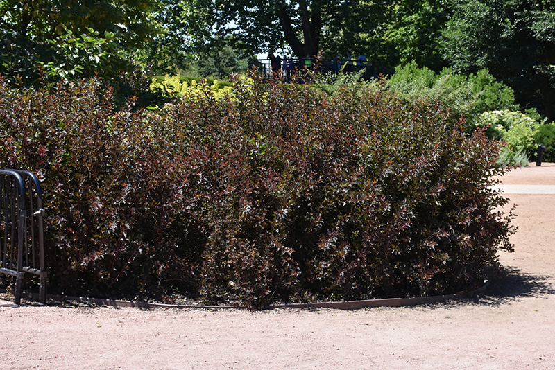 Summer Wine Black Ninebark (Physocarpus opulifolius 'SMNPMS') at Caan Floral & Greenhouse