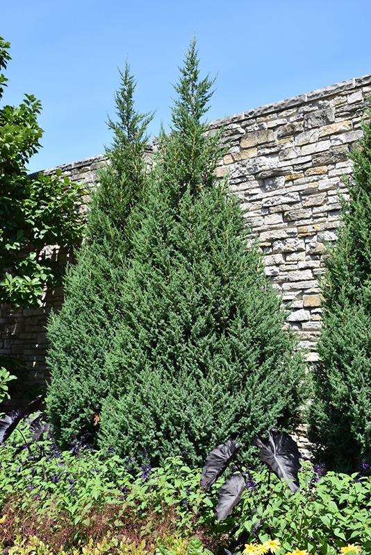Star Power Juniper (Juniperus 'J.N. Select Blue') at Caan Floral & Greenhouse