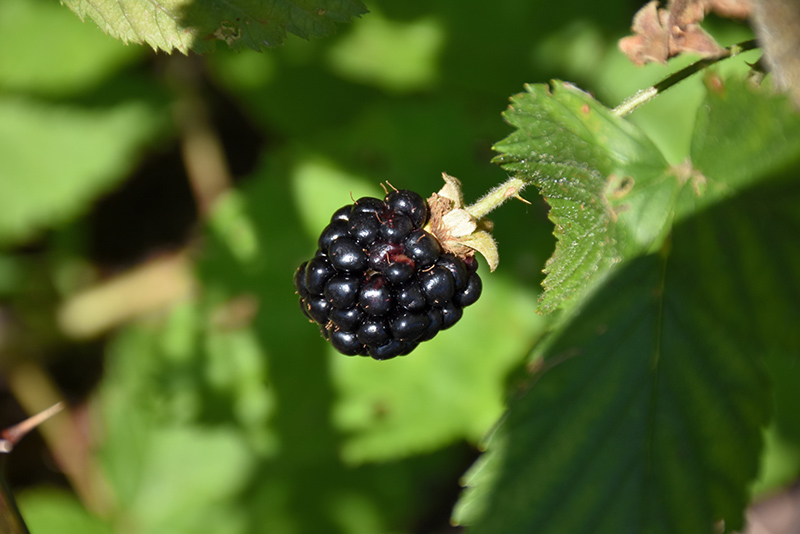 Jewel Black Raspberry (Rubus occidentalis 'Jewel') at Caan Floral & Greenhouse