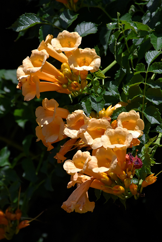 Yellow Trumpetvine (Campsis radicans 'Flava') at Caan Floral & Greenhouse