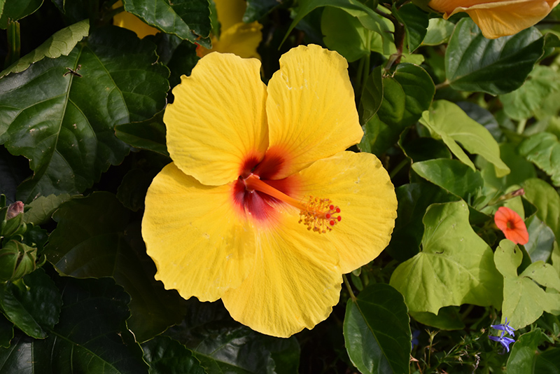 Sunny Wind Hibiscus (Hibiscus rosa-sinensis 'Sunny Wind') at Caan Floral & Greenhouse