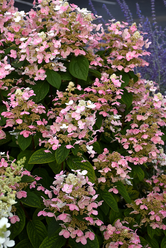 Quick Fire Hydrangea (Hydrangea paniculata 'Bulk') at Caan Floral & Greenhouse