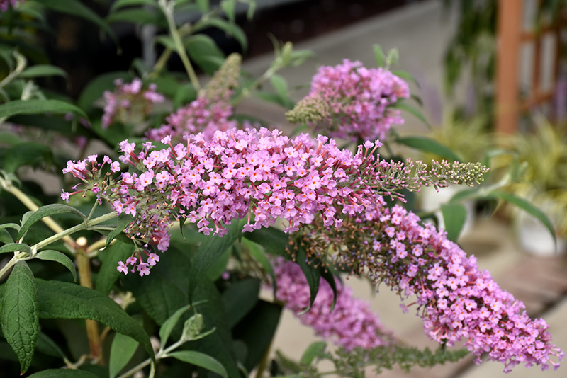 Pink Delight Butterfly Bush (Buddleia davidii 'Pink Delight') at Caan Floral & Greenhouse