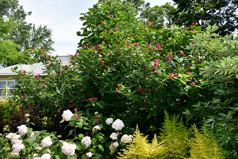 Aphrodite Sweetshrub (Calycanthus 'Aphrodite') at Caan Floral & Greenhouse
