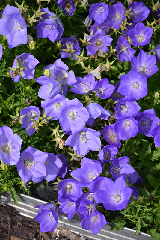 Rapido Blue Bellflower (Campanula carpatica 'Rapido Blue') at Caan Floral & Greenhouse