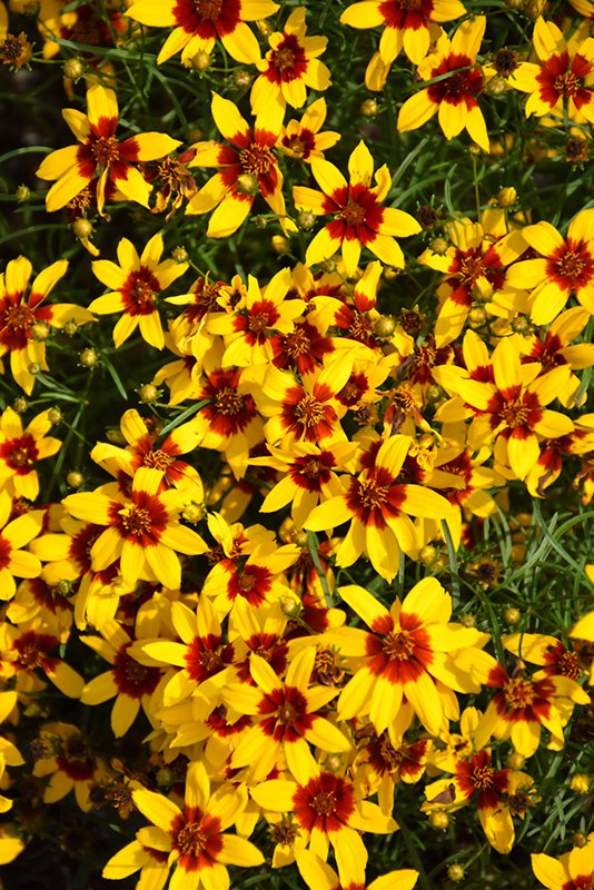 Sizzle And Spice Curry Up Tickseed (Coreopsis verticillata 'Curry Up') at Caan Floral & Greenhouse