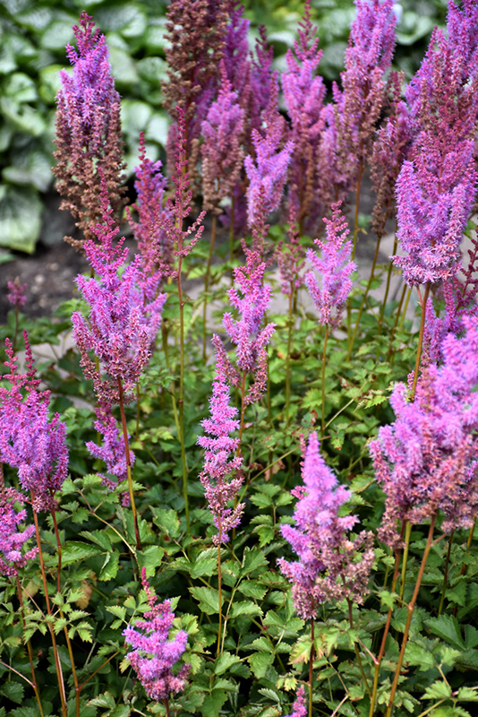 Purple Candles Astilbe (Astilbe chinensis 'Purple Candles') at Caan Floral & Greenhouse