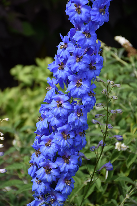 Million Dollar Blue Larkspur (Delphinium 'Million Dollar Blue') at Caan Floral & Greenhouse