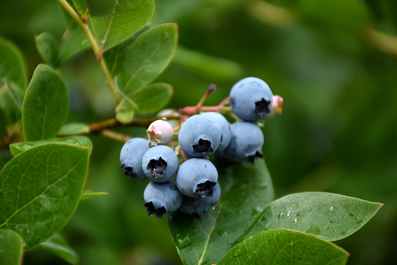 Northcountry Blueberry (Vaccinium 'Northcountry') at Caan Floral & Greenhouse