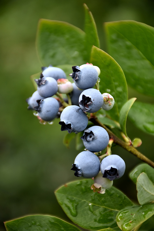 Northblue Blueberry (Vaccinium 'Northblue') at Caan Floral & Greenhouse