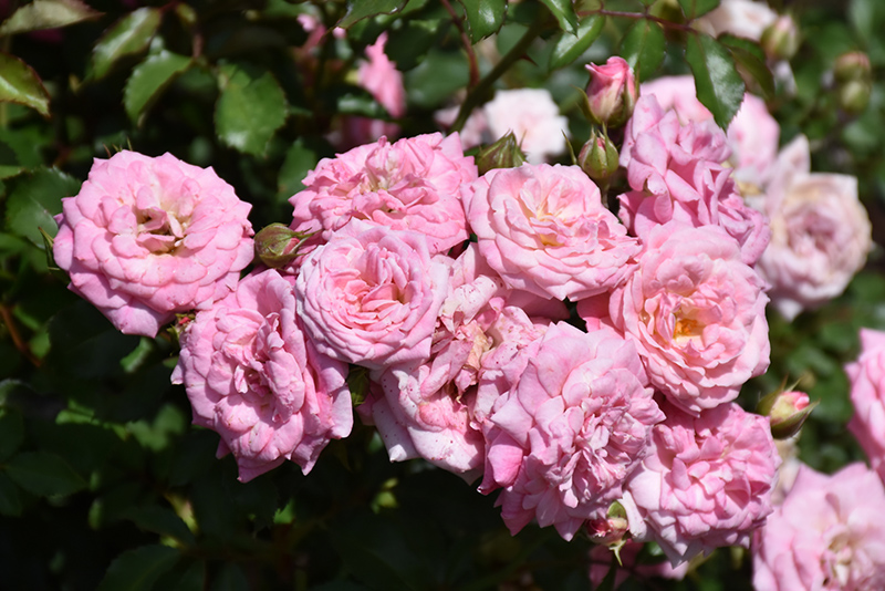 Sweet Drift Rose (Rosa 'Meiswetdom') at Caan Floral & Greenhouse