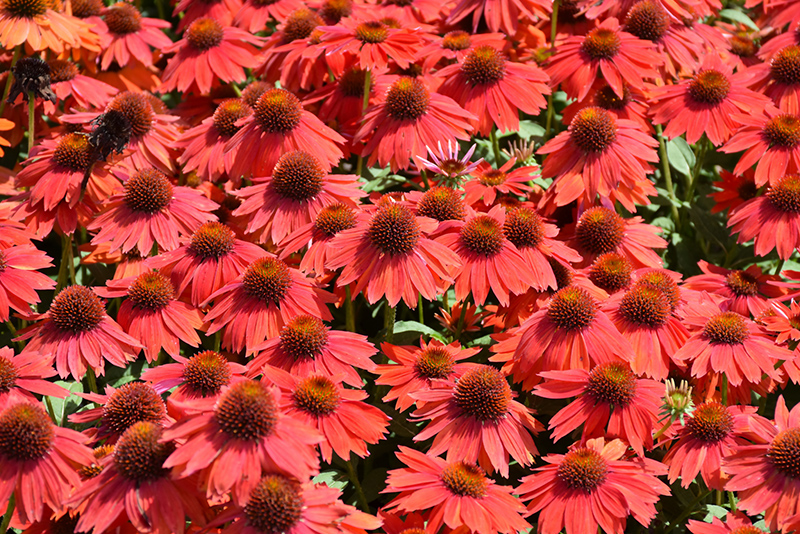 Sombrero Salsa Red Coneflower (Echinacea 'Balsomsed') at Caan Floral & Greenhouse