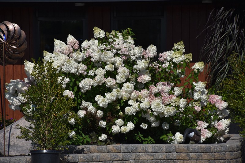 Vanilla Strawberry Hydrangea (Hydrangea paniculata 'Renhy') at Caan Floral & Greenhouse