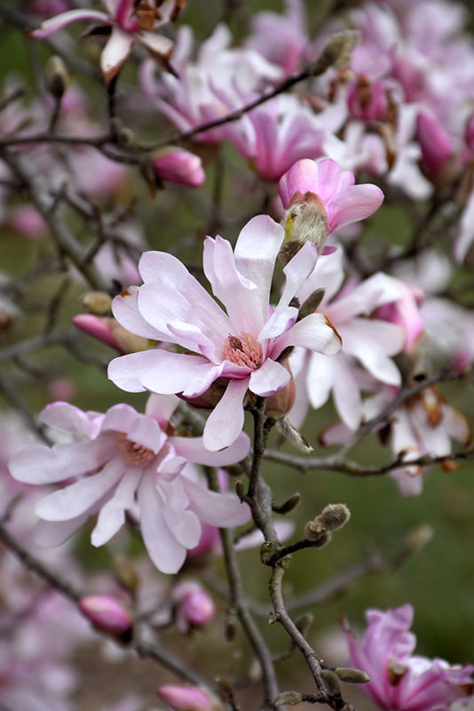 Leonard Messel Magnolia (Magnolia x loebneri 'Leonard Messel') at Caan Floral & Greenhouse