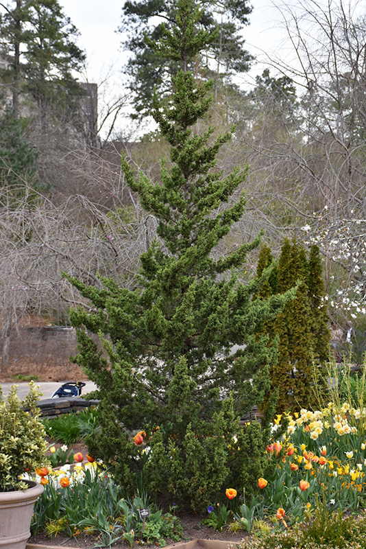 Trautman Juniper (Juniperus chinensis 'Trautman') at Caan Floral & Greenhouse
