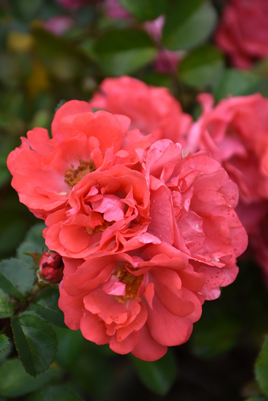 Coral Drift Rose (Rosa 'Meidrifora') at Caan Floral & Greenhouse
