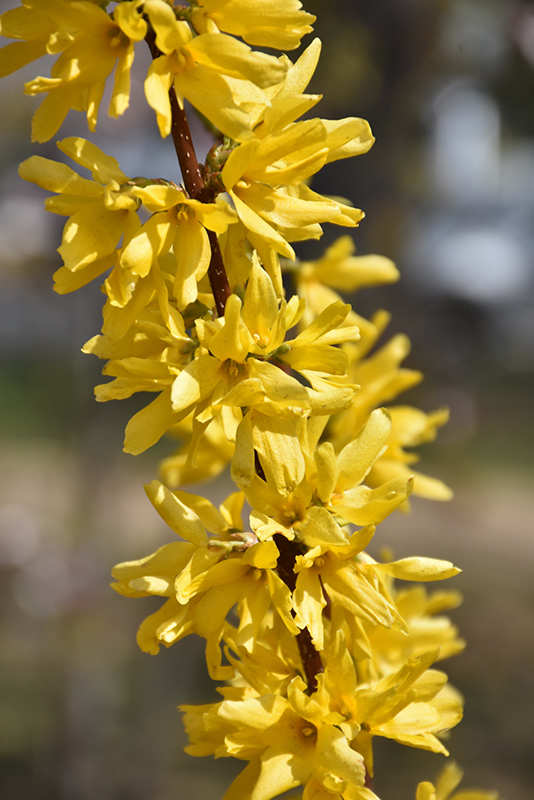 Lynwood Gold Forsythia (Forsythia x intermedia 'Lynwood Gold') at Caan Floral & Greenhouse